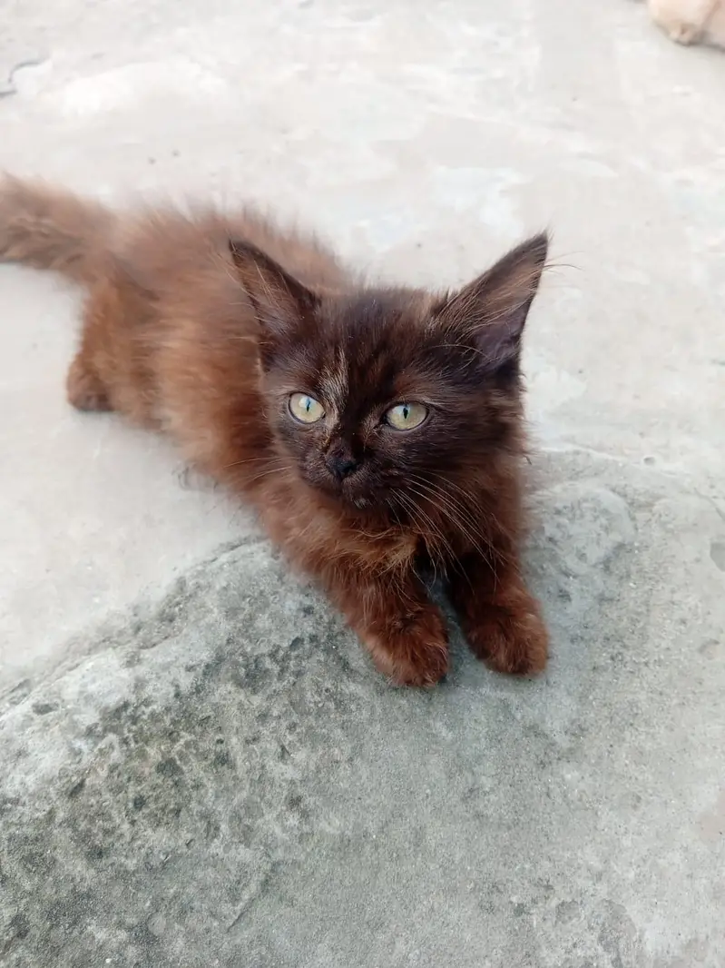 White and zinc Two month old female persian kittens for sale — photo 4