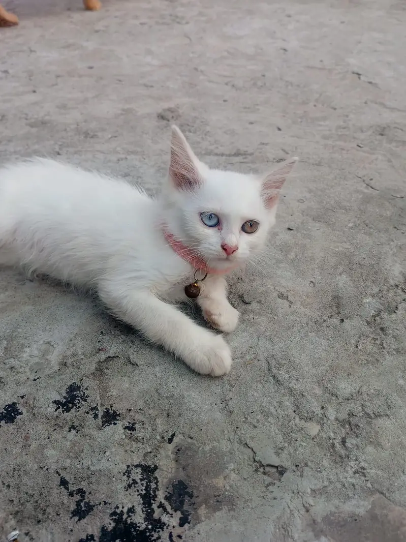 White and zinc Two month old female persian kittens for sale — photo 5