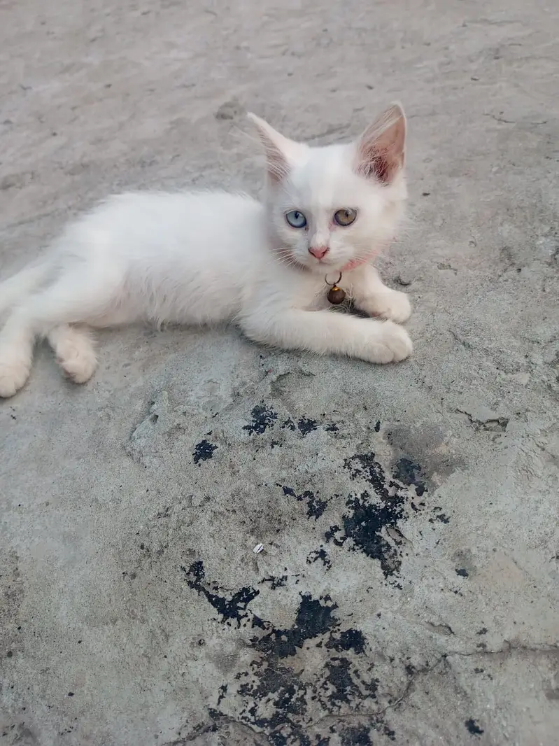 White and zinc Two month old female persian kittens for sale — photo 6