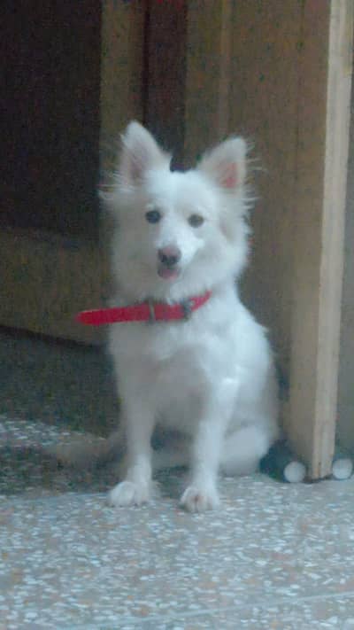 russian female dog
