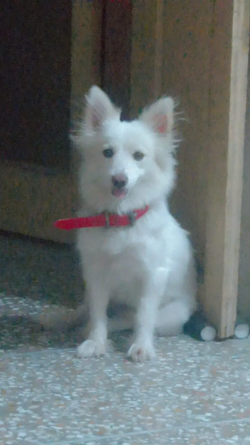 russian female dog