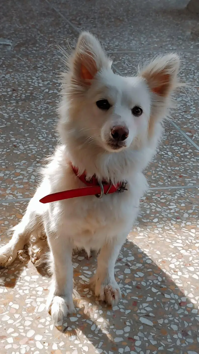 russian female dog — photo 2