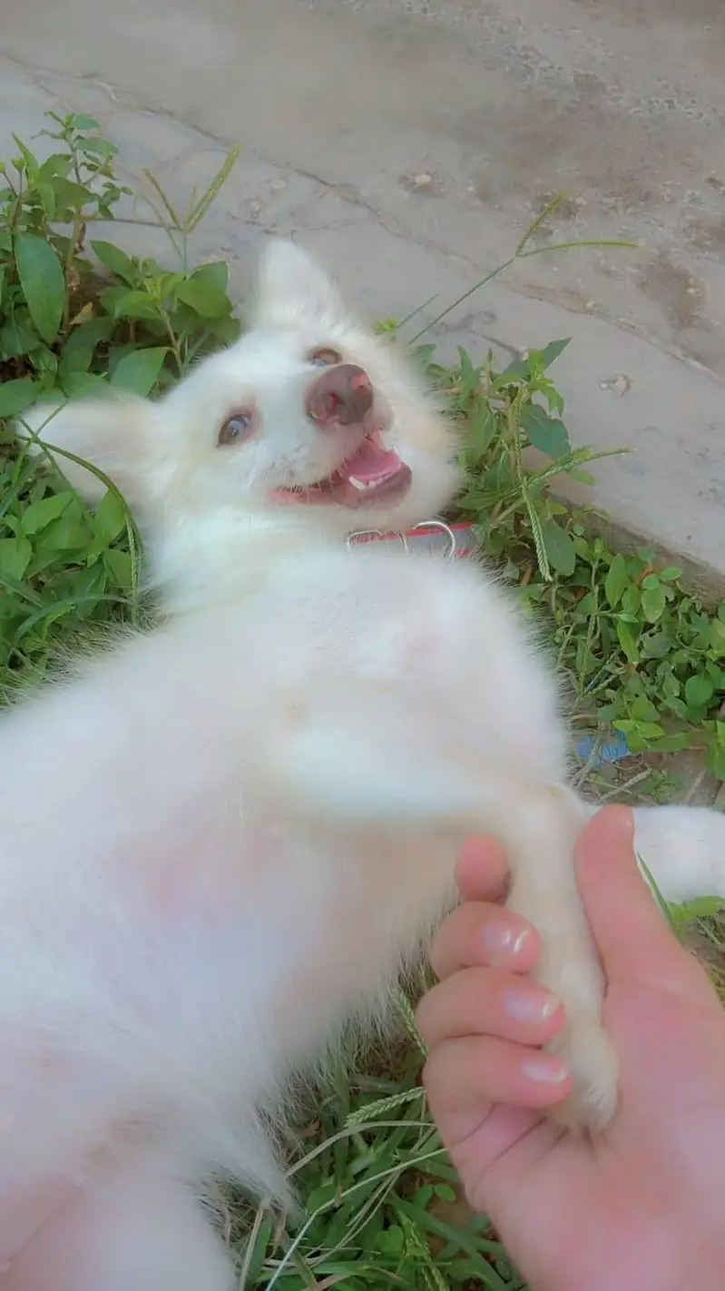 russian female dog — photo 3