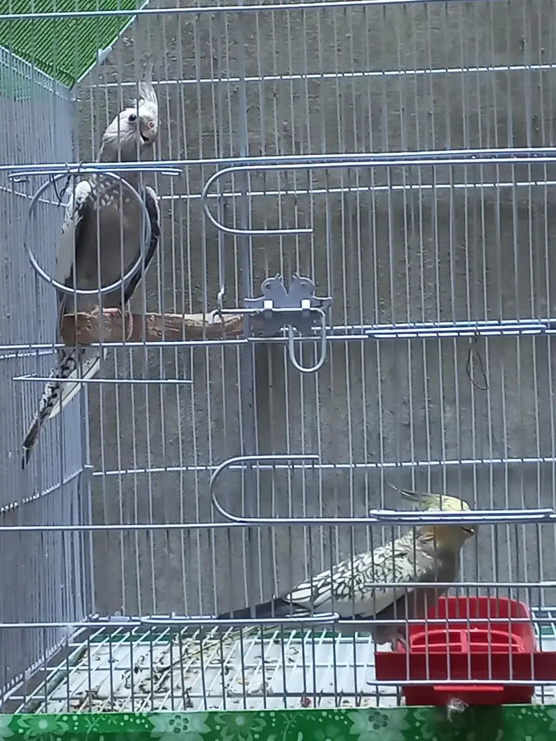Active Birds for Playing Childrens — photo 2