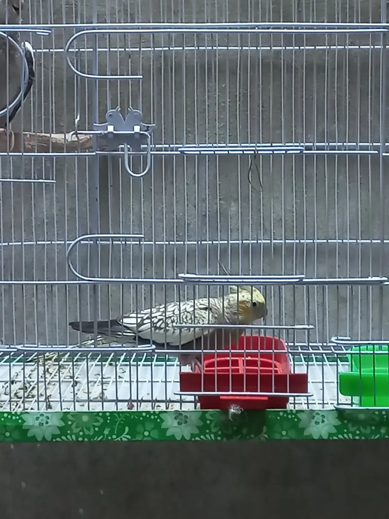 Active Birds for Playing Childrens — photo 3