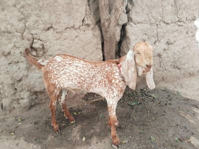 desi Bakra for Sale Call 03490704921