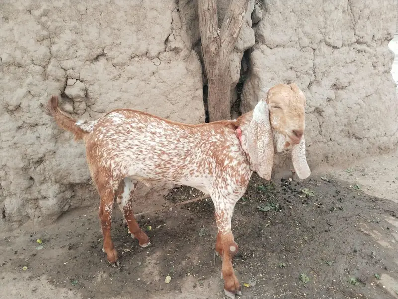desi Bakra for Sale Call 03490704921