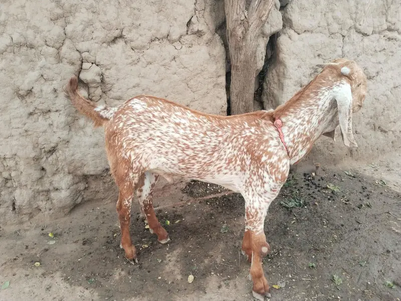 desi Bakra for Sale Call 03490704921 — photo 2