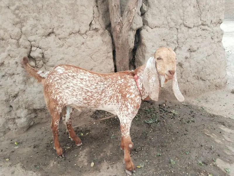 desi Bakra for Sale Call 03490704921 — photo 3