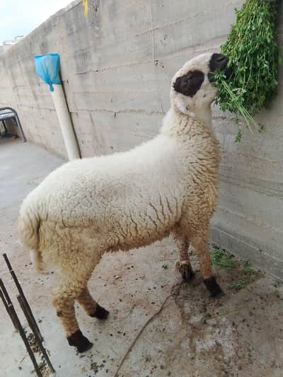 Mundra Dumba For Sale !