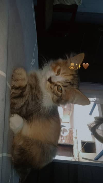 PERSIANS KITTENS ARE AVAILABLE