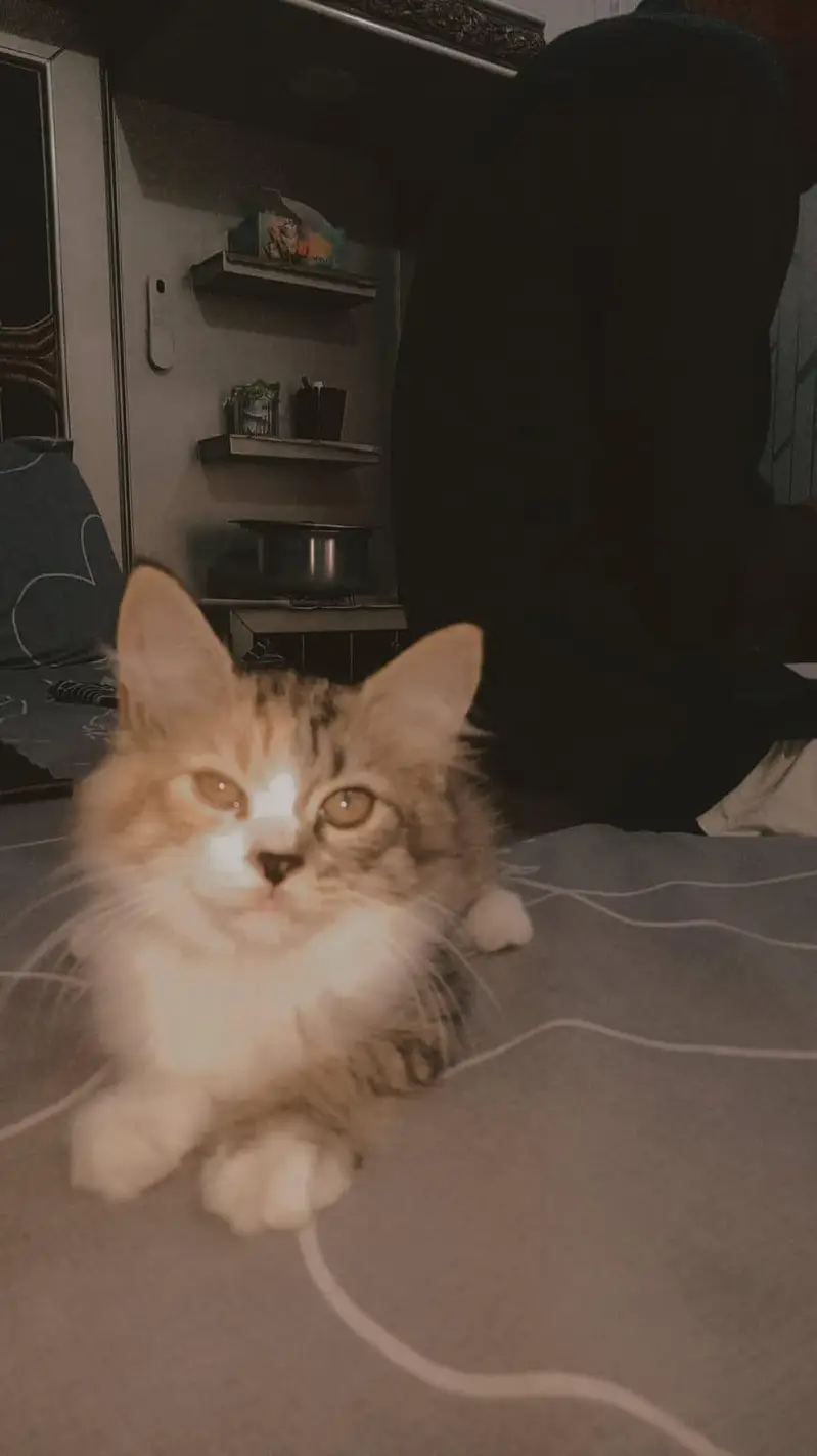 PERSIANS KITTENS ARE AVAILABLE — photo 3