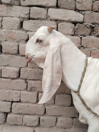 desi Bakra for Sale Mashallah Call 03490704921