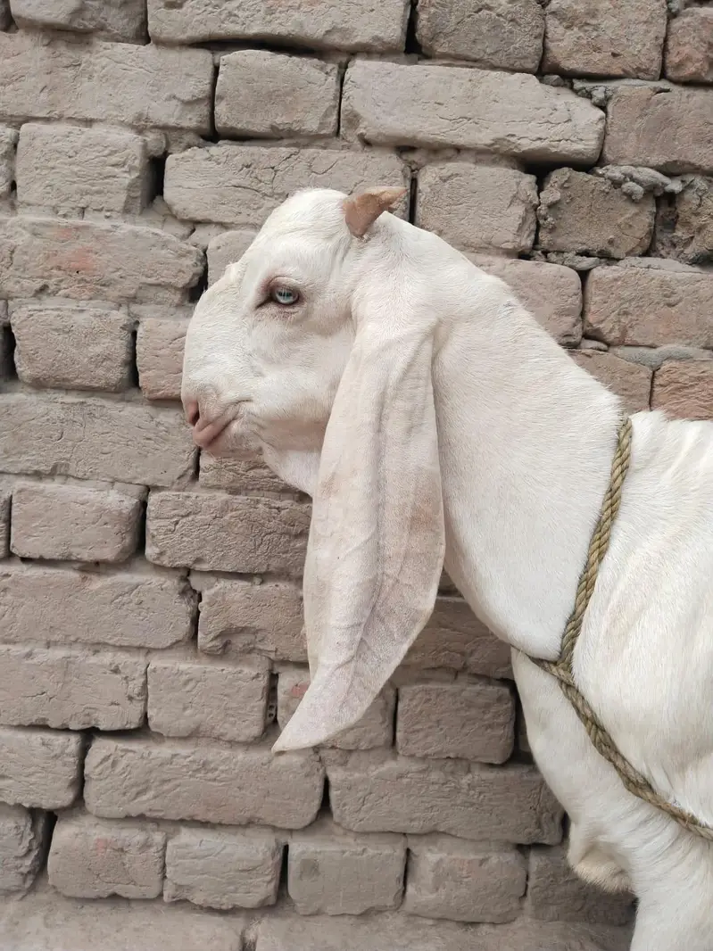desi Bakra for Sale Mashallah Call 03490704921