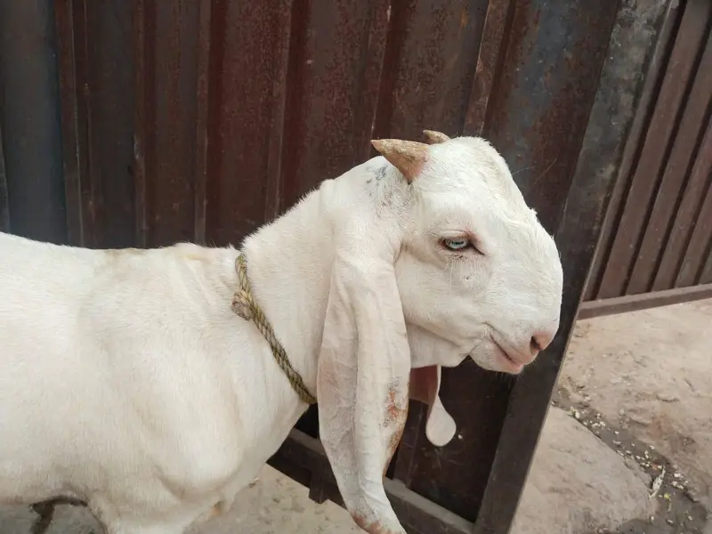 desi Bakra for Sale Mashallah Call 03490704921 — photo 2