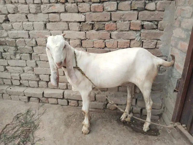desi Bakra for Sale Mashallah Call 03490704921 — photo 4