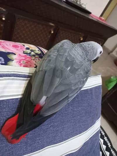 African grey parrot