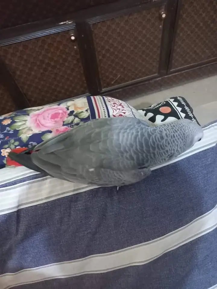 African grey parrot — photo 2