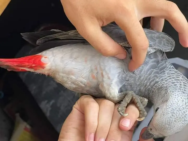 African grey parrot — photo 3
