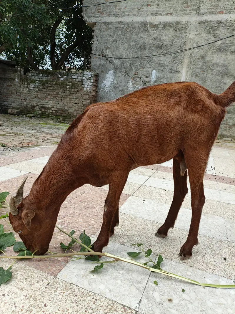 2 Goats for sale price 55000 what's number 03355120092
