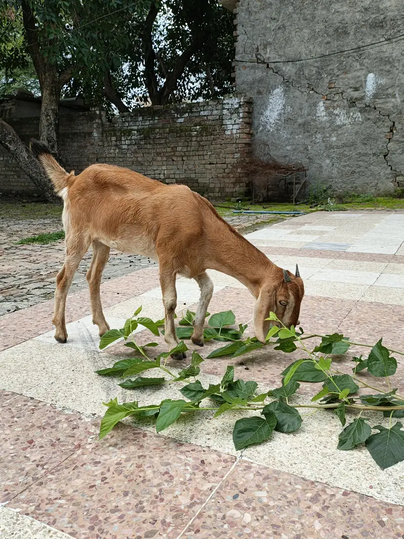 2 Goats for sale price 55000 what's number 03355120092 — photo 2