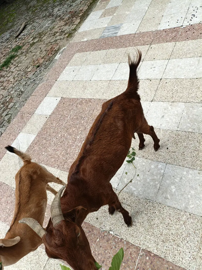 2 Goats for sale price 55000 what's number 03355120092 — photo 3