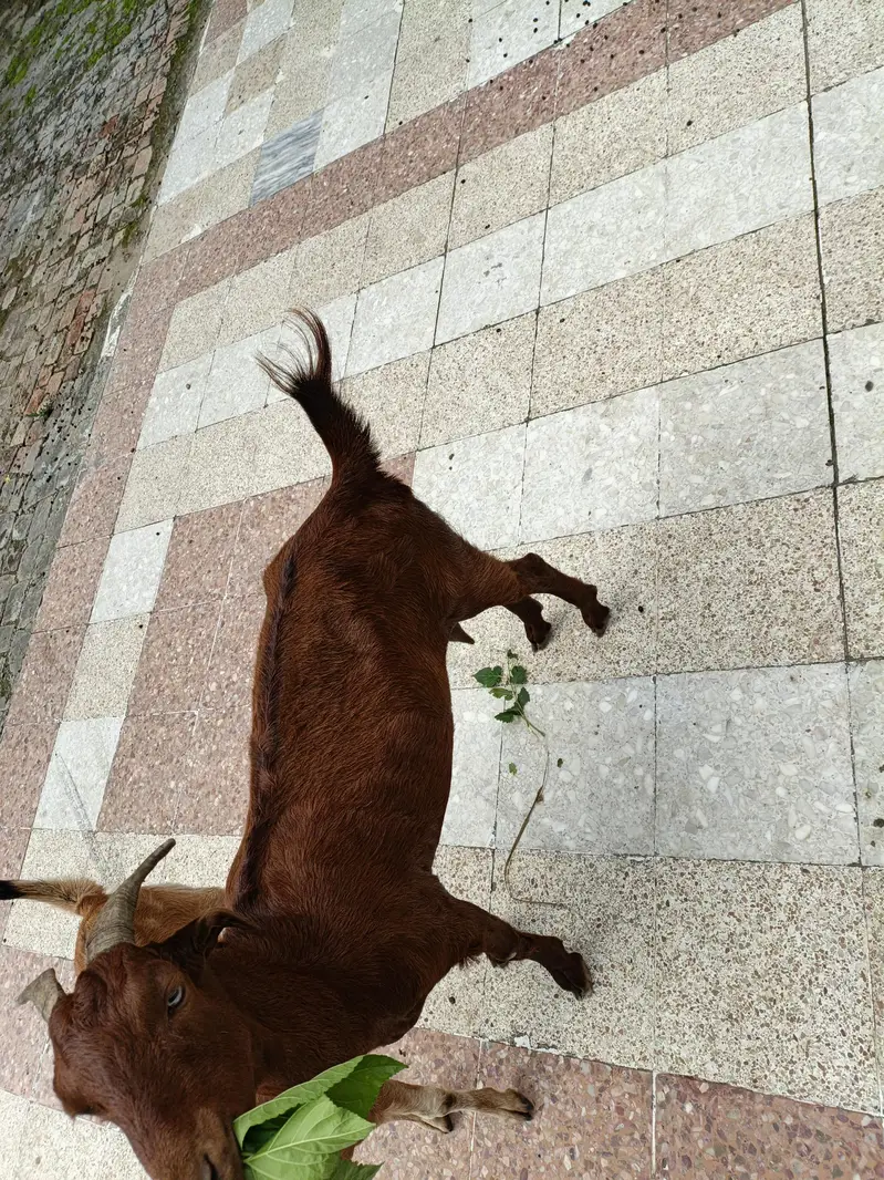 2 Goats for sale price 55000 what's number 03355120092 — photo 5