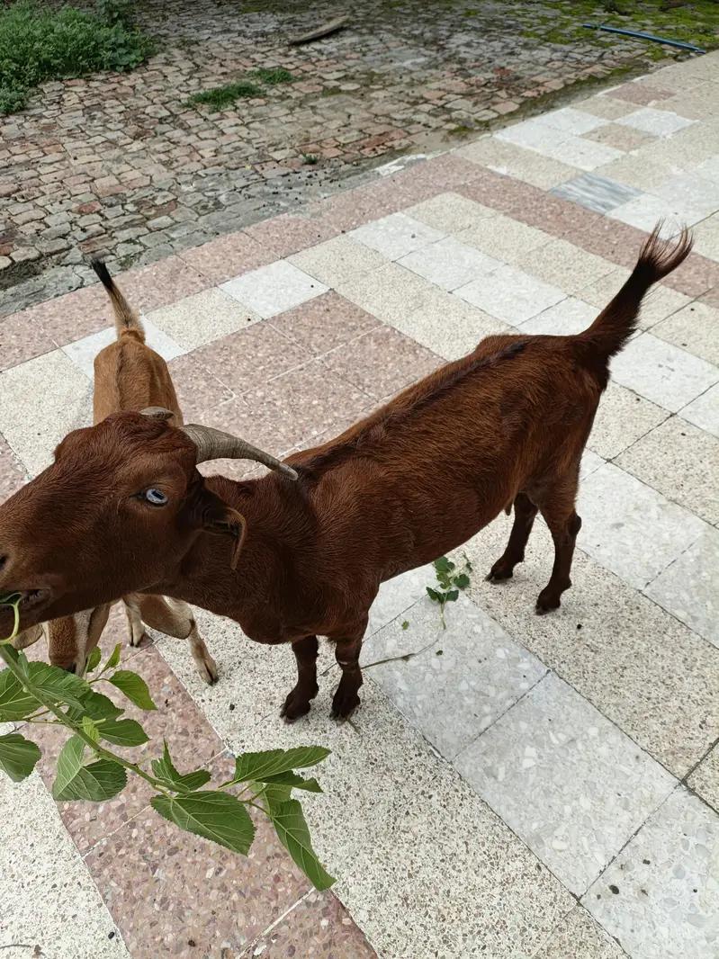 2 Goats for sale price 55000 what's number 03355120092 — photo 6
