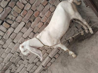 desi Bakra for Sale Mashallah 03490704921