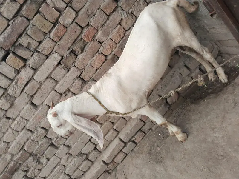 desi Bakra for Sale Mashallah 03490704921