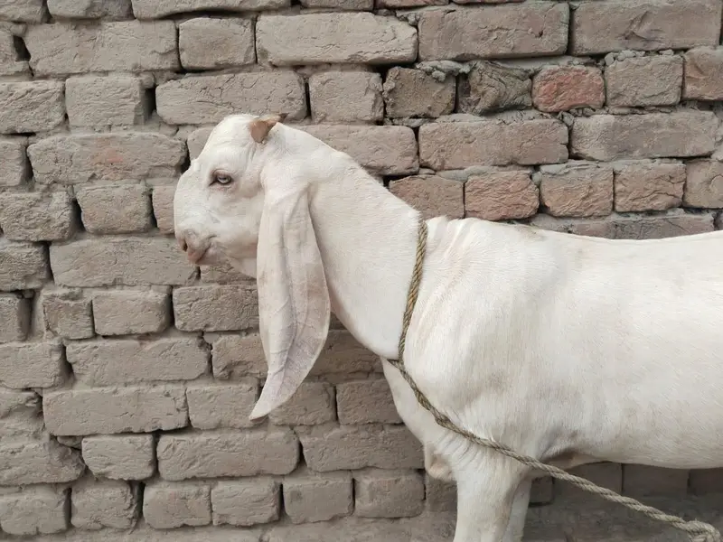 desi Bakra for Sale Mashallah 03490704921 — photo 3