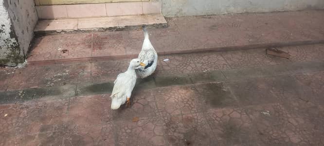 Ducks