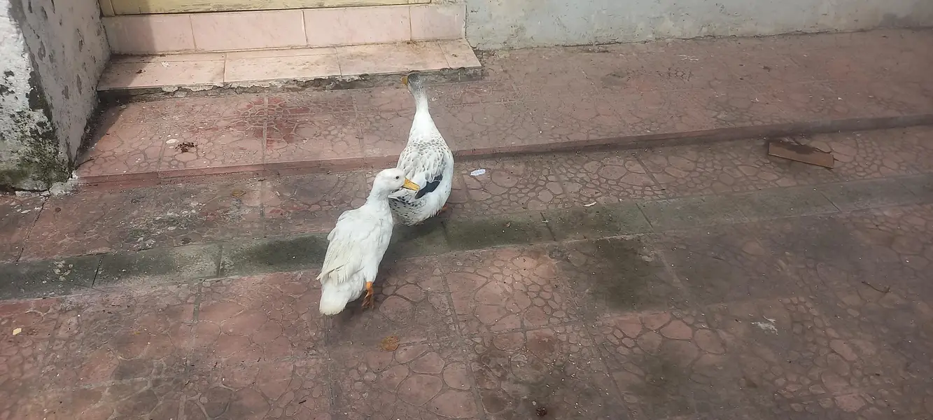 Ducks