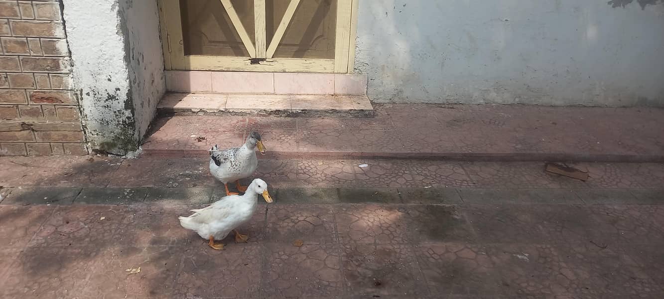 Ducks 1