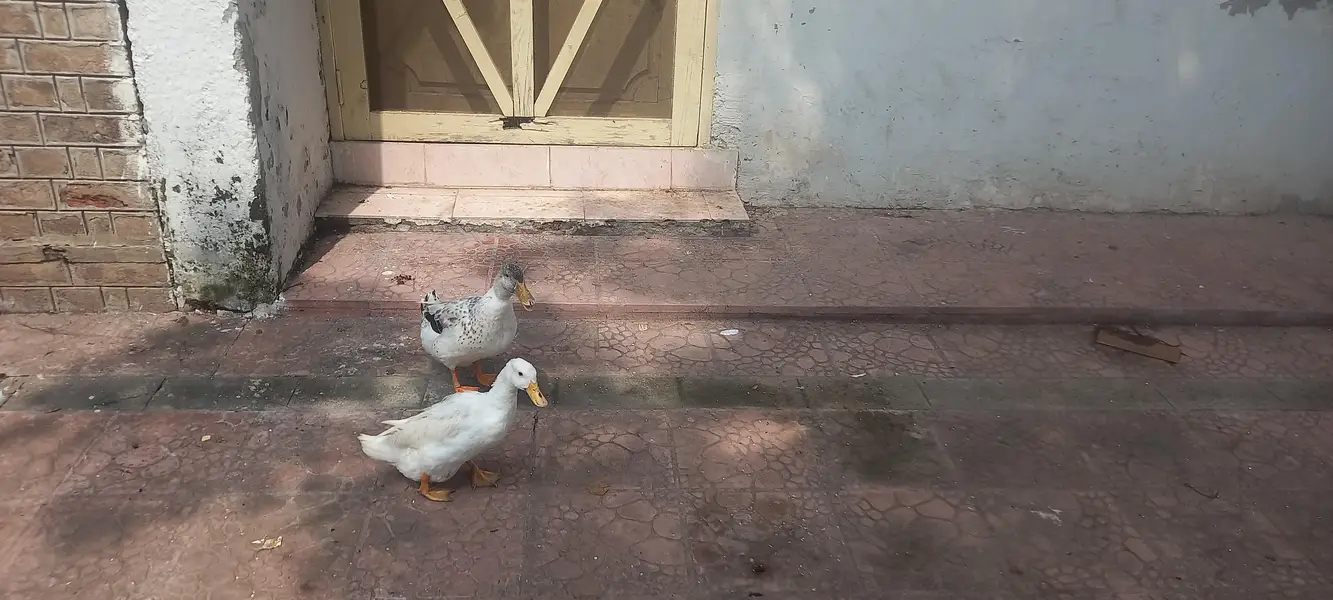 Ducks — photo 2
