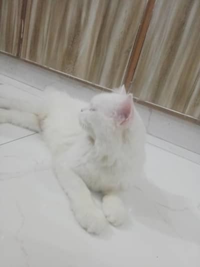 cat with citan