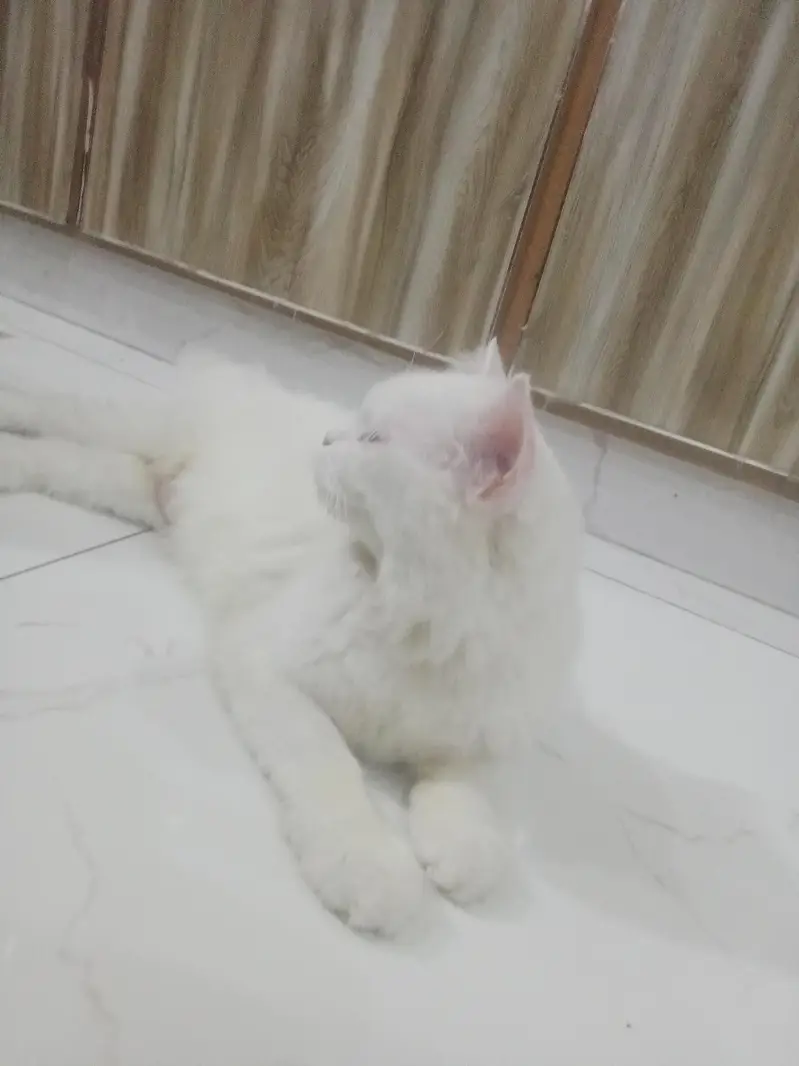 cat with citan
