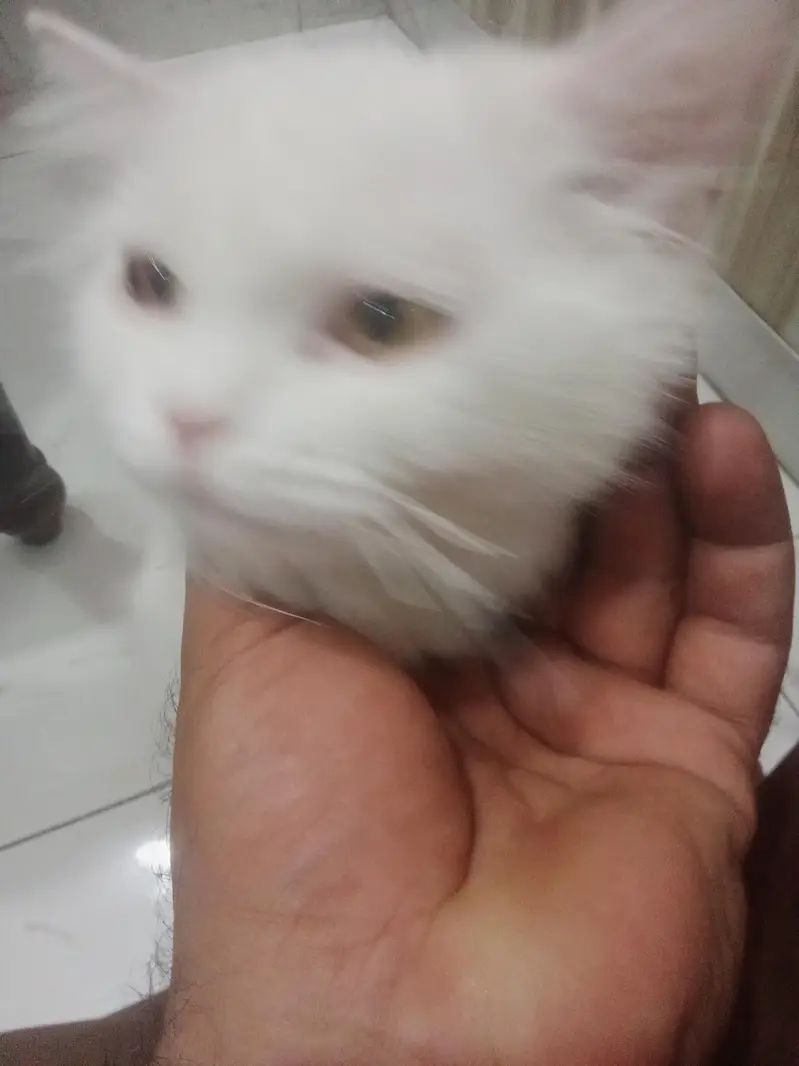 cat with citan — photo 3