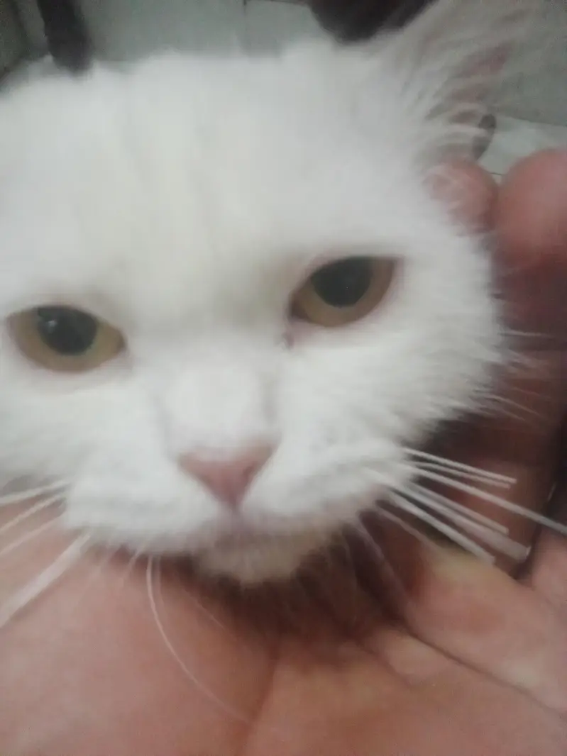 cat with citan — photo 4