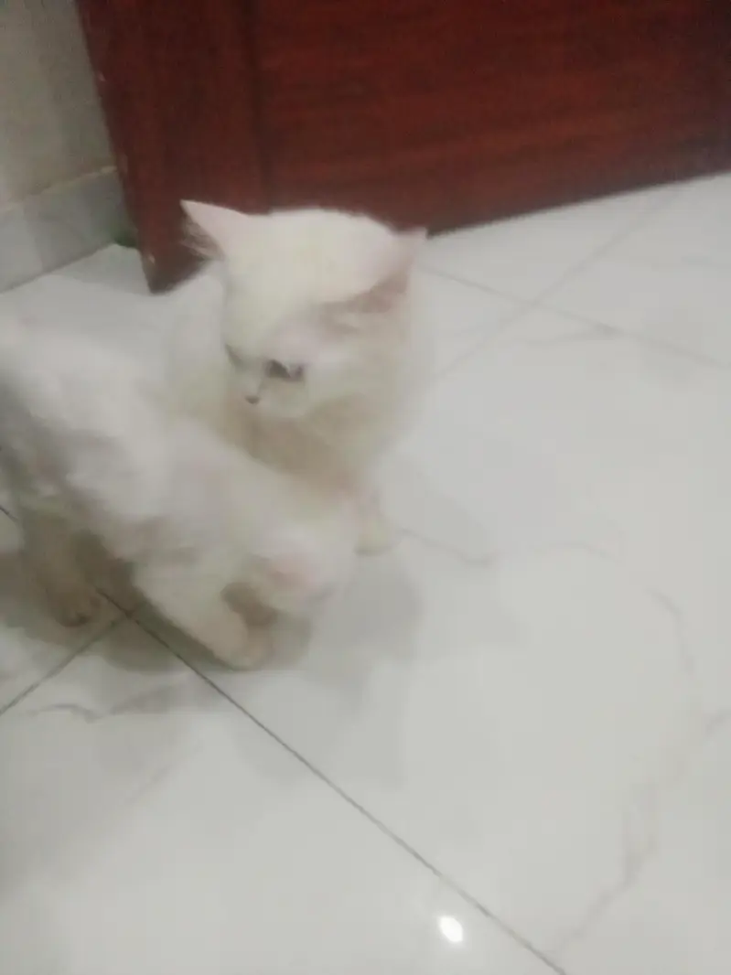 cat with citan — photo 7