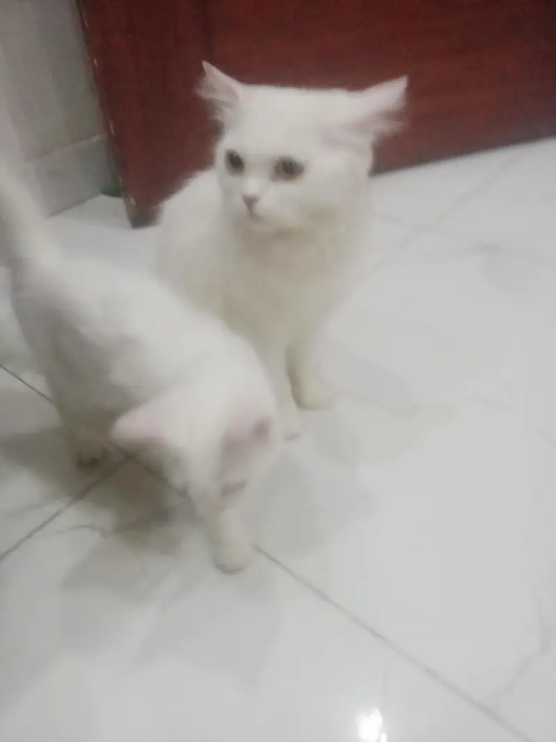 cat with citan — photo 8