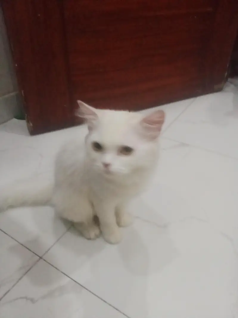 cat with citan — photo 10