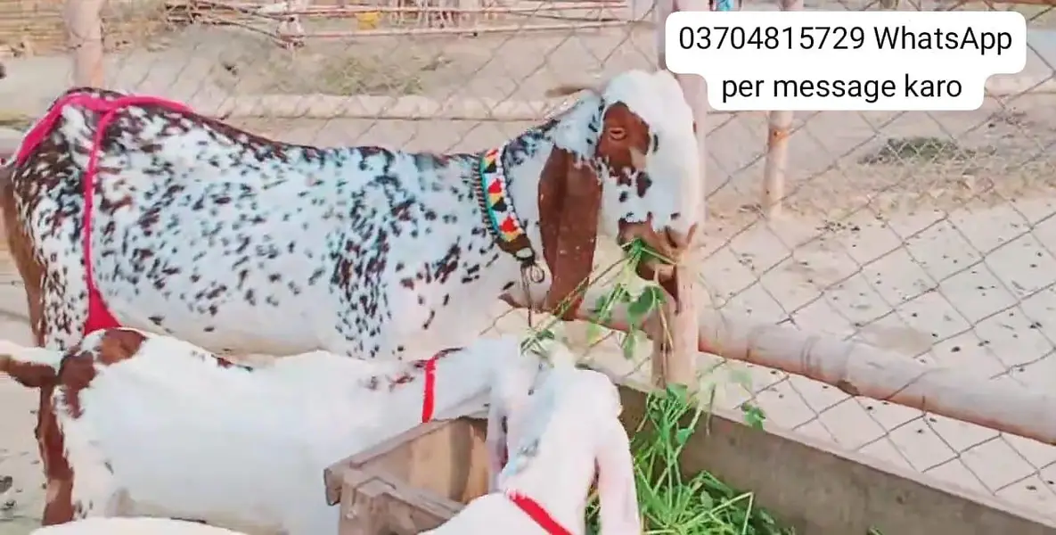 3 Bacchon Ka Sath Makkah Chini Bakri For Sale call _O37O48I5729