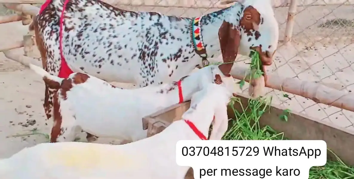 3 Bacchon Ka Sath Makkah Chini Bakri For Sale call _O37O48I5729 — photo 2