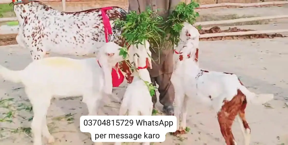 3 Bacchon Ka Sath Makkah Chini Bakri For Sale call _O37O48I5729 — photo 6