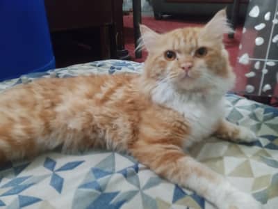 dark golden male Persian cat