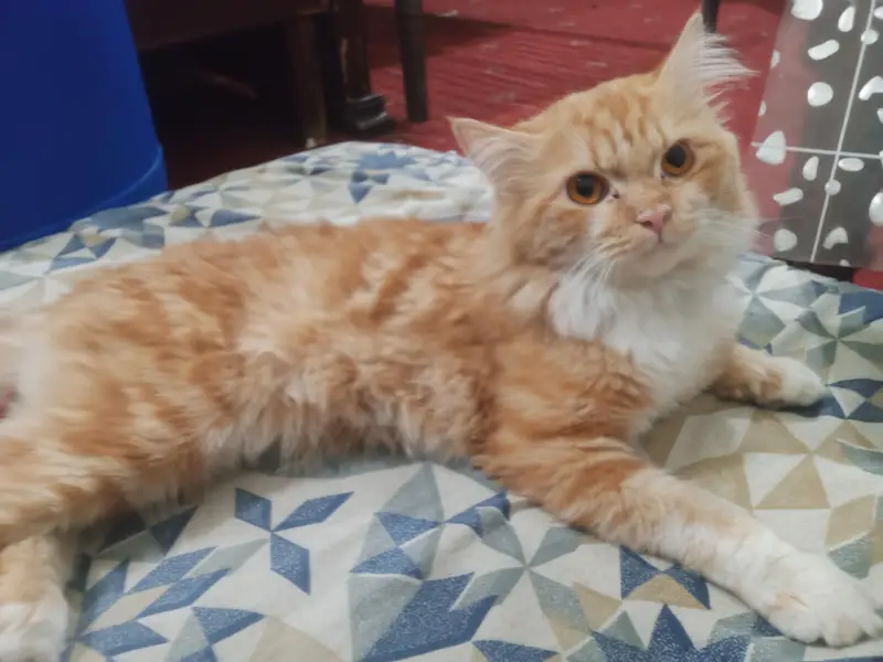 dark golden male Persian cat — photo 2