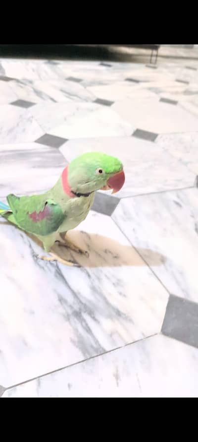Alexander Raw Parrot Hand Tame