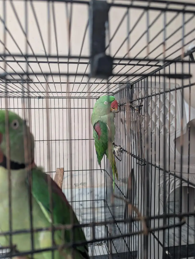 Alexander Raw Parrot Hand Tame — photo 2