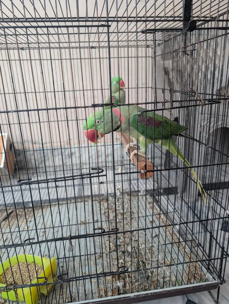 Alexander Raw Parrot Hand Tame — photo 3
